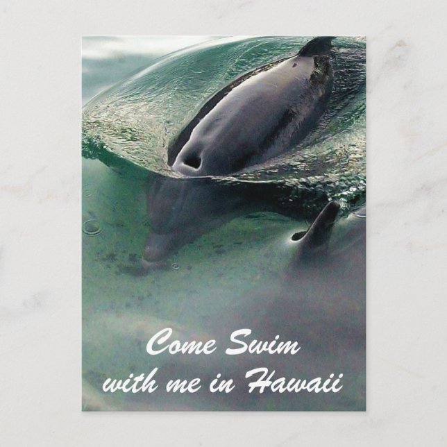 Postal Natación con delfines Hawaii Isla Grande (Anverso)
