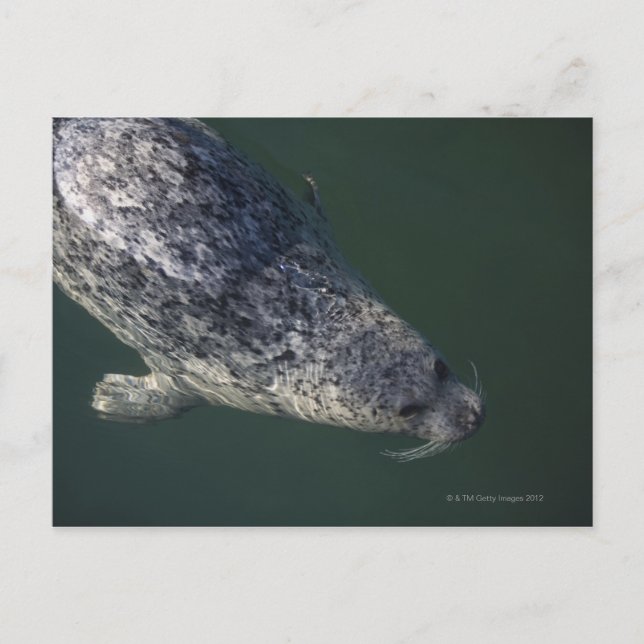 Postal Natación de focas bajo el agua 2 (Anverso)