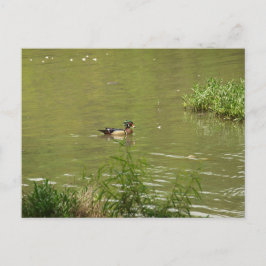 Postal Natación De Pato De Madera Masculina