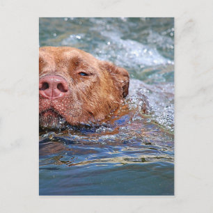 Postal Natación de perro