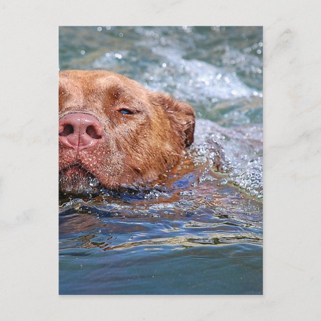 Postal Natación de perro (Anverso)