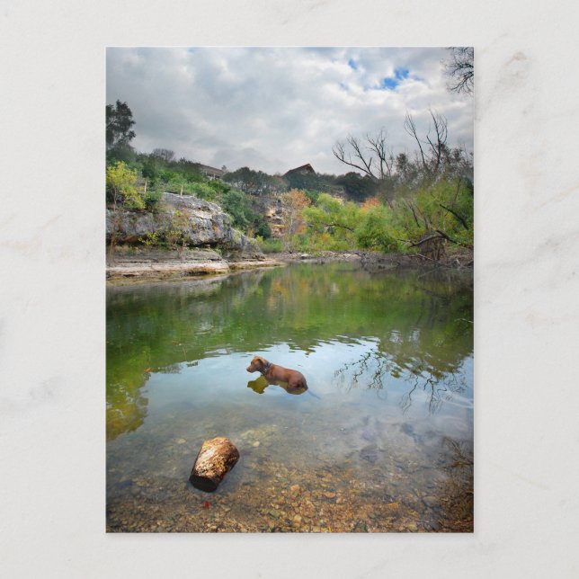 Postal Natación de perro en Barton Creek - Austin Texas (Anverso)