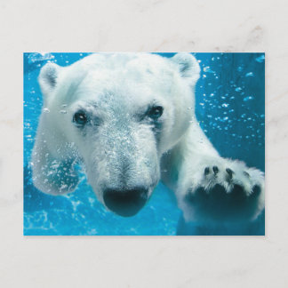 Postal Natación del oso polar