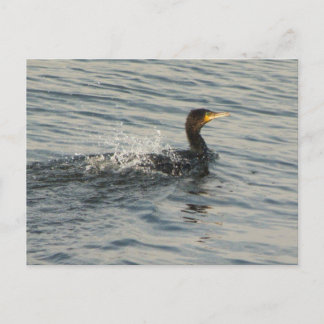 Postal Natación en color