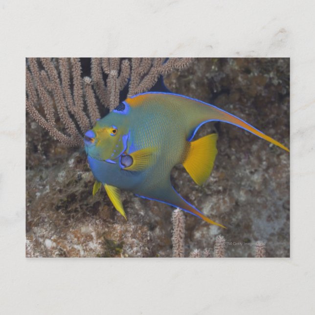 Postal Natación Queen Angelfish (Holacanthus ciliaris) (Anverso)