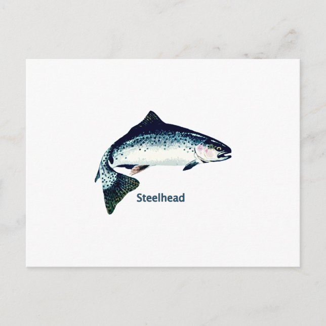Postal Natación Steelhead (Anverso)