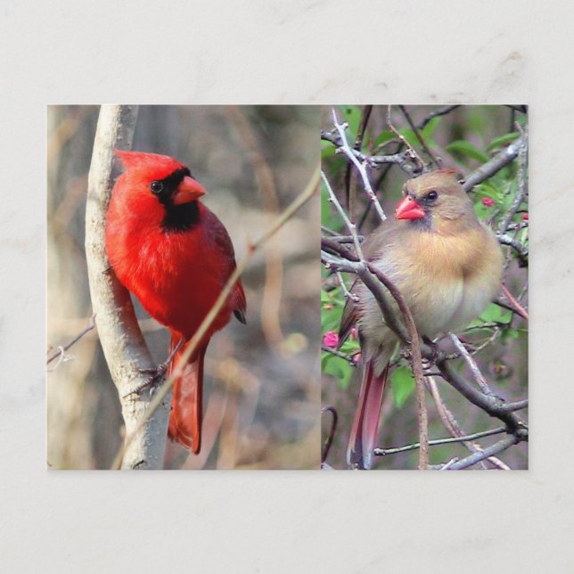 Postal natural de los cardenales (Anverso)