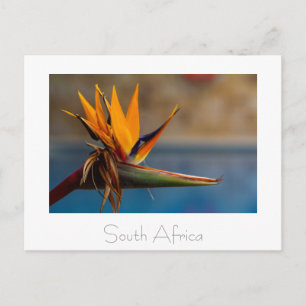 Postal natural de Sudáfrica con flores Strelitzia