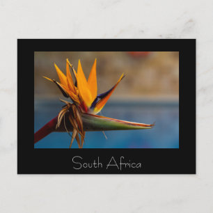 Postal natural de Sudáfrica con flores Strelitzia