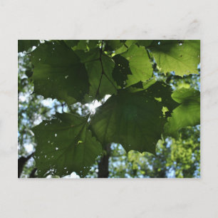 Postal natural regular
