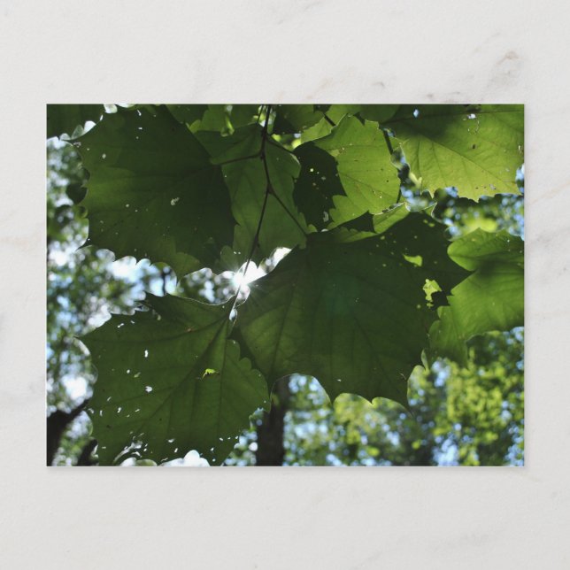 Postal natural regular (Anverso)