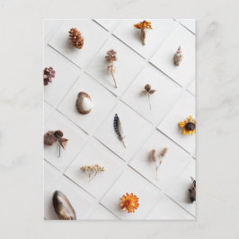 Postal Natural Specimen Collection Minimalist