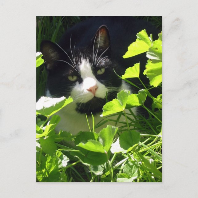 Postal Naturaleza (Anverso)