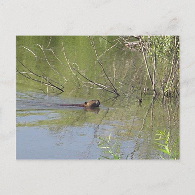 Postal Naturaleza 2 (Anverso)