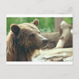 Postal Naturaleza Adorable Cuidadosa Oso Animal Cara Ojos