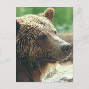 Postal Naturaleza Adorable Cuidadosa Oso Animal Cara Ojos