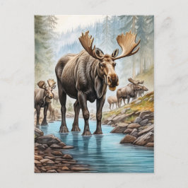 Postal *~* Naturaleza AP49 MOOSE HERD Forest STREAM