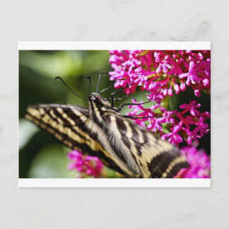 Postal Naturaleza Belleza