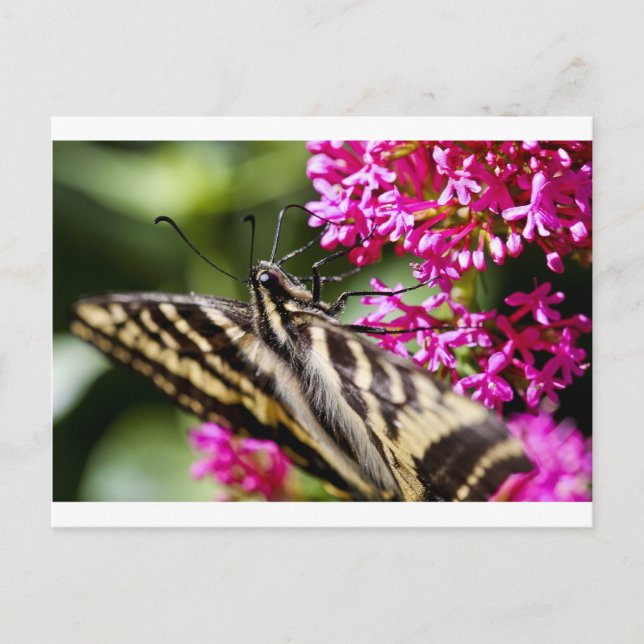 Postal Naturaleza Belleza (Anverso)