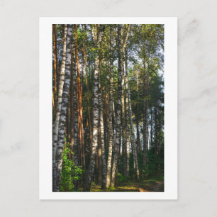 Postal Naturaleza Bosque Birch Trees Paisaje Verde