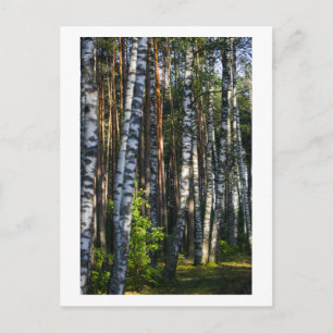 Postal Naturaleza Bosque Birch Trees Paisaje Verde