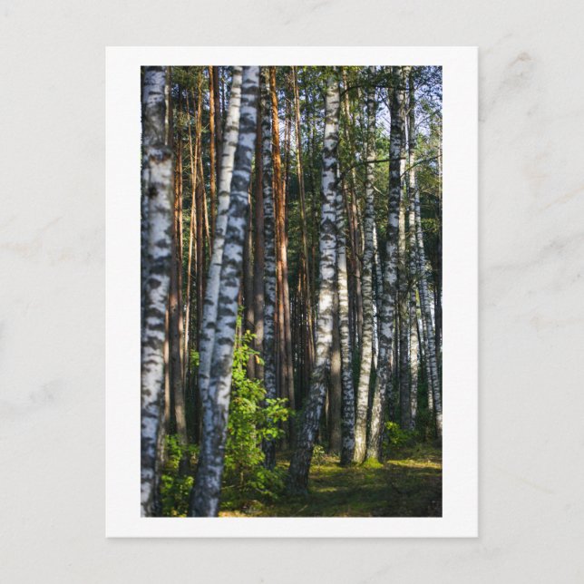 Postal Naturaleza Bosque Birch Trees Paisaje Verde (Anverso)
