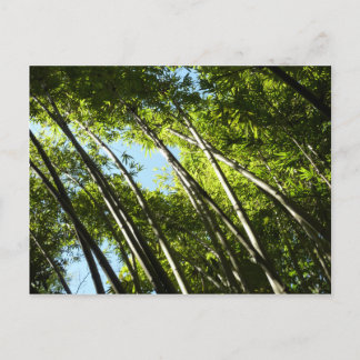 Postal Naturaleza botánica de Bambú