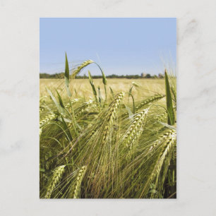 Postal Naturaleza Botánica del Grano de Centeno