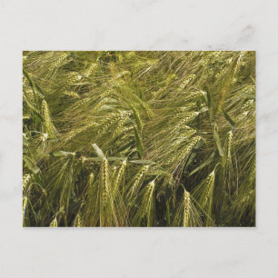 Postal Naturaleza Botánica del Grano de Centeno