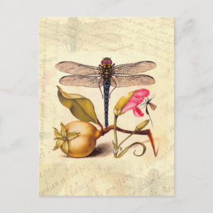Postal Naturaleza Botánica Libélula Arte Hoefnagel