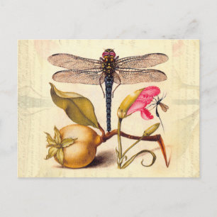 Postal Naturaleza Botánica Libélula Arte Hoefnagel
