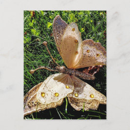 Postal Naturaleza de la mariposa