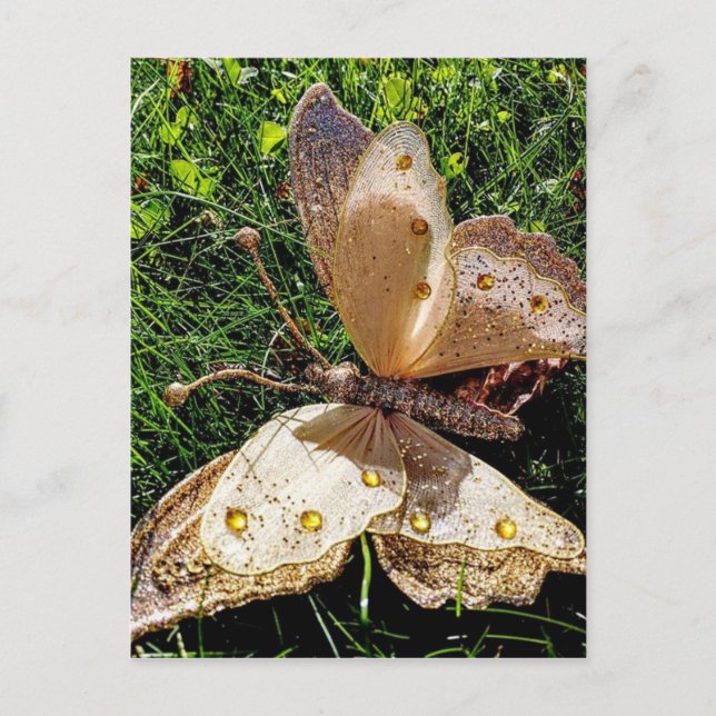 Postal Naturaleza de la mariposa (Anverso)