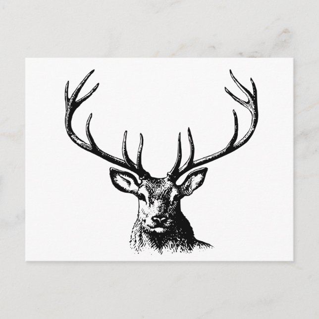 Postal Naturaleza de las Antillas Animales de Cerveza (Anverso)