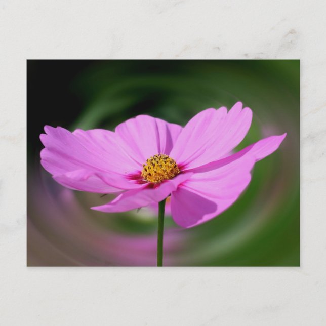 Postal Naturaleza de las flores de cosmos rosadas de ensu (Anverso)