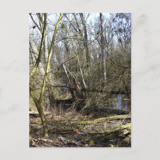 Postal Naturaleza de los fondos marinos (Anverso)