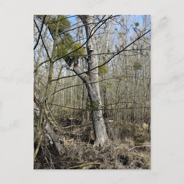 Postal Naturaleza de los fondos marinos (Anverso)