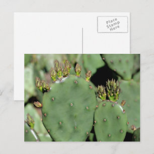 Postal Naturaleza del Cactus Pear Pricky