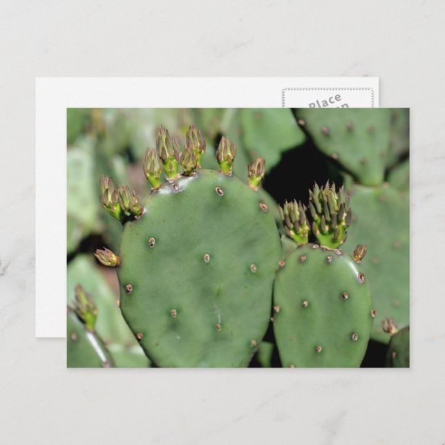Postal Naturaleza del Cactus Pear Pricky (Anverso / Reverso)