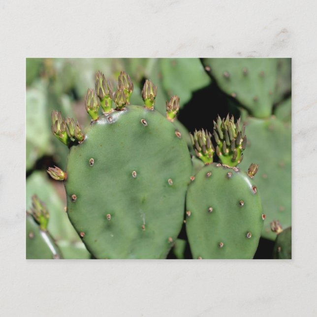 Postal Naturaleza del Cactus Pear Pricky (Anverso)