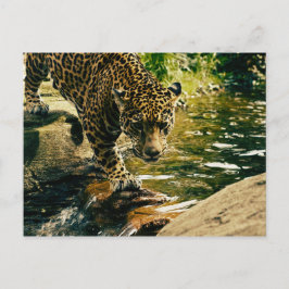 Postal Naturaleza del leopardo animal salvaje