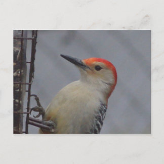 Postal Naturaleza del pájaro carpintero