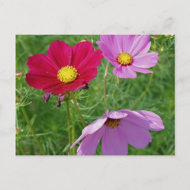 Postal Naturaleza del trío de flores Cosmos (Anverso)