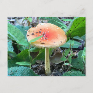 Postal Naturaleza del verano de los hongos silvestres