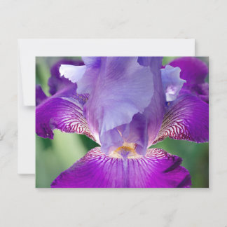 Postal Naturaleza Iris brillante / Floral / Foto Botánica