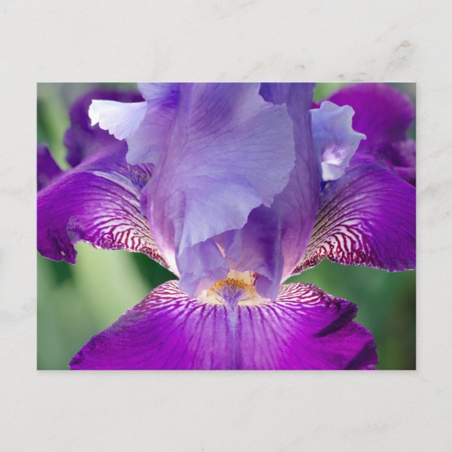Postal Naturaleza Iris brillante / Floral / Foto Botánica (Anverso)
