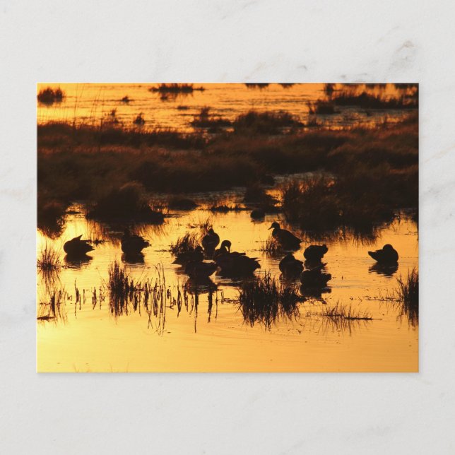 Postal Naturaleza - Patos al amanecer (Anverso)