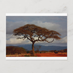 Postal Naturaleza safari africana La sabana destruye la p