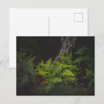 Naturaleza temperamental con helechos forestales
