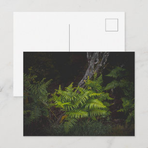 Postal Naturaleza temperamental con helechos forestales